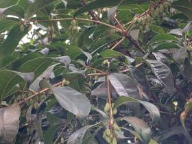 桂花树开花也是会结果的