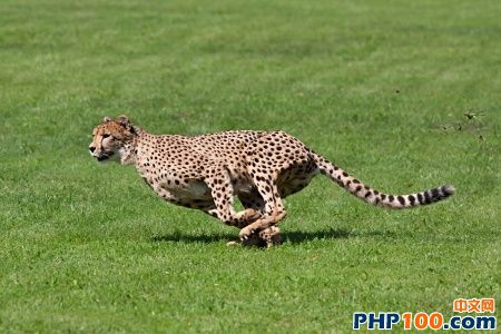 0806.sdt-blog-cats-cheetah